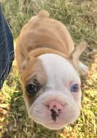 Quincy, a male Boston Terrier and Frenchton for sale in Birch Run, MI – Photo 3 of 10