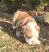 Quincy, a male Boston Terrier and Frenchton for sale in Birch Run, MI – Photo 5 of 10