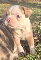 Quincy, a male Boston Terrier and Frenchton for sale in Birch Run, MI – Photo 4 of 10