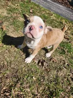 Quincy, a male Boston Terrier and Frenchton for sale in Birch Run, MI – Photo 10 of 10