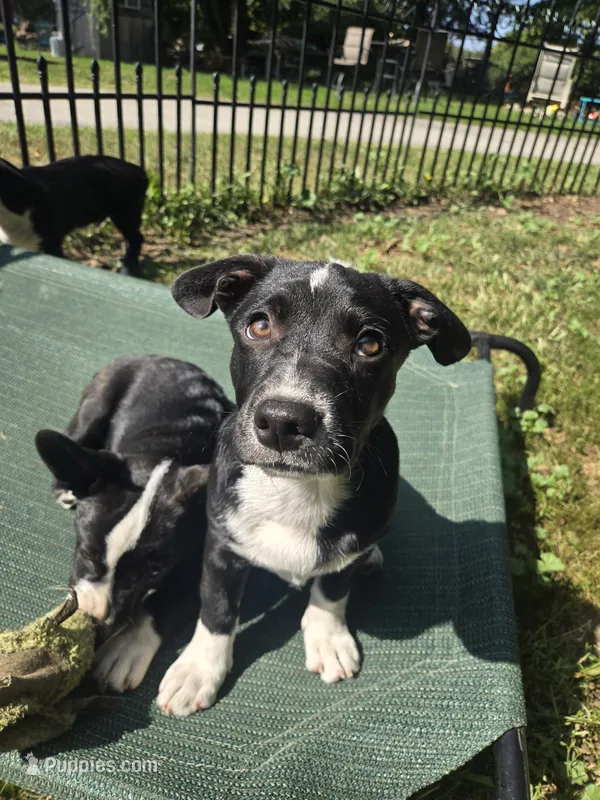 R.C. Cola – Boston Terrier, Pembroke Welsh Corgi puppy for sale in Birch Run, MI