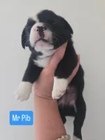 Mr. Pibb, a male Boston Terrier and Pembroke Welsh Corgi for sale in Birch Run, MI – 2 of 7