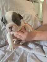 Cosmopolitan , a male Boston Terrier and French Bulldog for sale in Birch Run, MI – 7 of 9