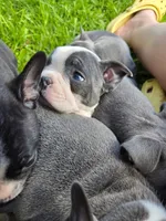 Cosmopolitan , a male Boston Terrier and French Bulldog for sale in Birch Run, MI – 3 of 9