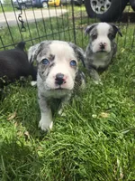 Baja Blast, a male Boston Terrier and Pembroke Welsh Corgi for sale in Birch Run, MI – 7 of 9