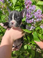 Manhattan , a female Frenchton for sale in Birch Run, MI – 4 of 7