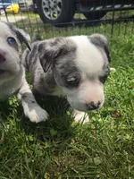 Adirondack Cola, a male Boston Terrier and Pembroke Welsh Corgi for sale in Birch Run, MI – 9 of 10