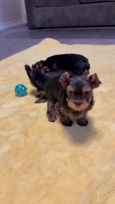 Peanut, a male Yorkshire Terrier for sale in Hacienda Heights, CA – 5 of 5