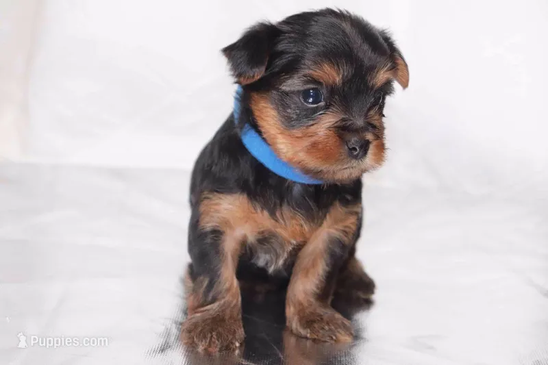 Arlo – Yorkshire Terrier puppy for sale in Hacienda Heights, CA