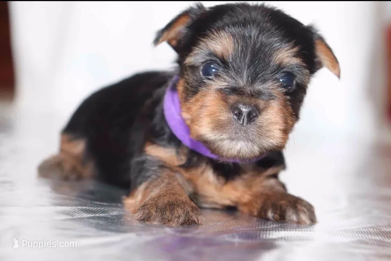 Peanut – Yorkshire Terrier puppy for sale in Hacienda Heights, CA