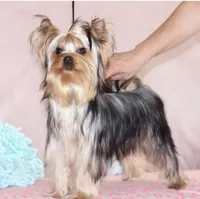 Arlo, a  Yorkshire Terrier for sale in Hacienda Heights, CA – Photo 2 of 4