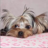 Arlo, a  Yorkshire Terrier for sale in Hacienda Heights, CA – Photo 3 of 4