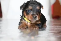 Channel, a female Yorkshire Terrier for sale in Hacienda Heights, CA – Photo 5 of 5
