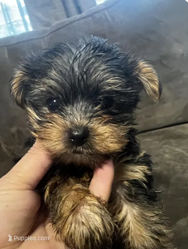 Channel – Yorkshire Terrier puppy for sale in Hacienda Heights, CA