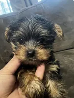 Channel, a female Yorkshire Terrier for sale in Hacienda Heights, CA – Photo 1 of 5