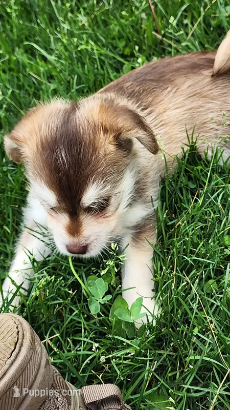 Keena – Pomeranian, Alaskan Klee Kai puppy for sale in Greenwood, WI