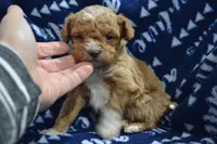 Packer, a male Poodle - Miniature  for sale in Greenwood, WI – Photo 4 of 6