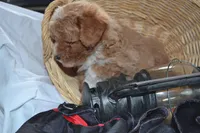 Packer, a male Cavapoo and Poodle - Toy  for sale in Greenwood, WI – Photo 5 of 8