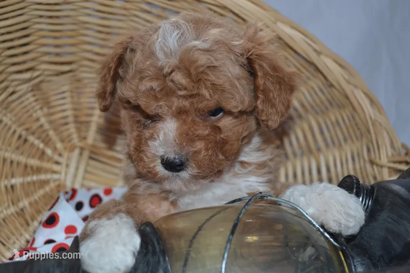 Packer – Cavapoo, Poodle - Toy  puppy for sale in Greenwood, WI