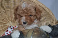 Packer, a male Cavapoo and Poodle - Toy  for sale in Greenwood, WI – Photo 1 of 8