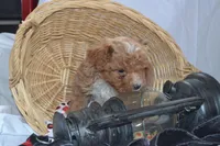 Packer, a male Cavapoo and Poodle - Toy  for sale in Greenwood, WI – Photo 7 of 8