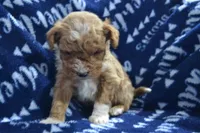 Packer, a male Poodle - Miniature  for sale in Greenwood, WI – Photo 6 of 6