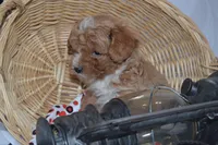 Packer, a male Cavapoo and Poodle - Toy  for sale in Greenwood, WI – Photo 8 of 8
