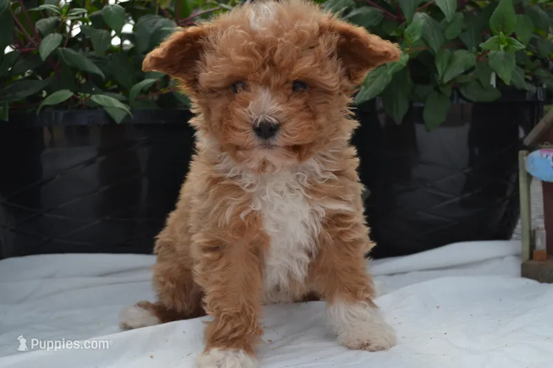 Packer – Cavapoo, Poodle - Toy  puppy for sale in Greenwood, WI