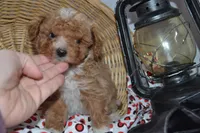 Packer, a male Cavapoo and Poodle - Toy  for sale in Greenwood, WI – Photo 3 of 8