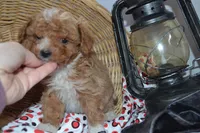 Packer, a male Cavapoo and Poodle - Toy  for sale in Greenwood, WI – Photo 4 of 8