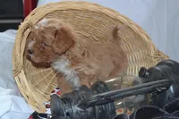 Packer, a male Cavapoo and Poodle - Toy  for sale in Greenwood, WI – Photo 6 of 8