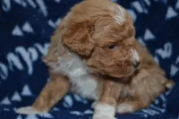 Packer, a male Poodle - Miniature  for sale in Greenwood, WI – Photo 2 of 6