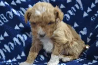 Packer, a male Poodle - Miniature  for sale in Greenwood, WI – Photo 5 of 6