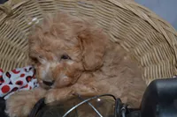 Pansy, a female Cavapoo and Poodle - Toy  for sale in Greenwood, WI – Photo 5 of 5