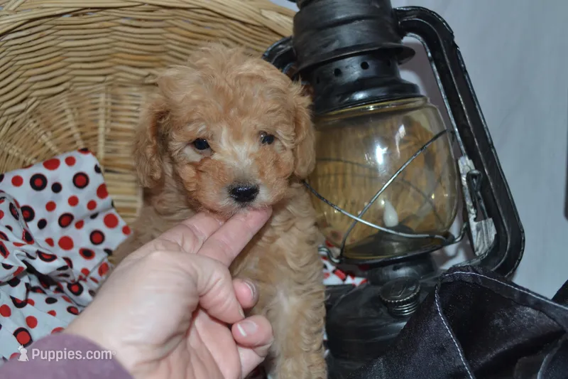 Pansy – Cavapoo, Poodle - Toy  puppy for sale in Greenwood, WI