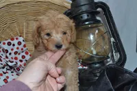 Pansy, a female Cavapoo and Poodle - Toy  for sale in Greenwood, WI – Photo 1 of 5