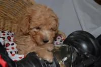 Pansy, a female Cavapoo and Poodle - Toy  for sale in Greenwood, WI – Photo 4 of 5