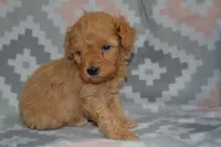 Pansy, a female Poodle - Miniature  for sale in Greenwood, WI – Photo 6 of 6