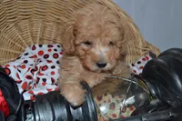 Pansy, a female Cavapoo and Poodle - Toy  for sale in Greenwood, WI – Photo 2 of 5