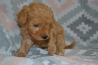 Pansy, a female Poodle - Miniature  for sale in Greenwood, WI – Photo 5 of 6