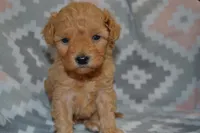 Pansy, a female Poodle - Miniature  for sale in Greenwood, WI – Photo 1 of 6