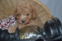 Pansy, a female Cavapoo and Poodle - Toy  for sale in Greenwood, WI – Photo 3 of 5