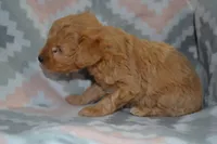 Pansy, a female Poodle - Miniature  for sale in Greenwood, WI – Photo 3 of 6