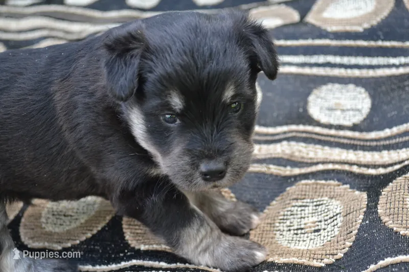 Konner – Pomeranian, Alaskan Klee Kai puppy for sale in Greenwood, WI