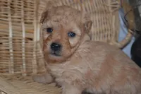 Granger, a male Cavapoo and Poodle - Toy  for sale in Greenwood, WI – Photo 2 of 8