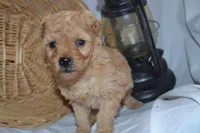 Granger, a male Cavapoo and Poodle - Toy  for sale in Greenwood, WI – Photo 3 of 8