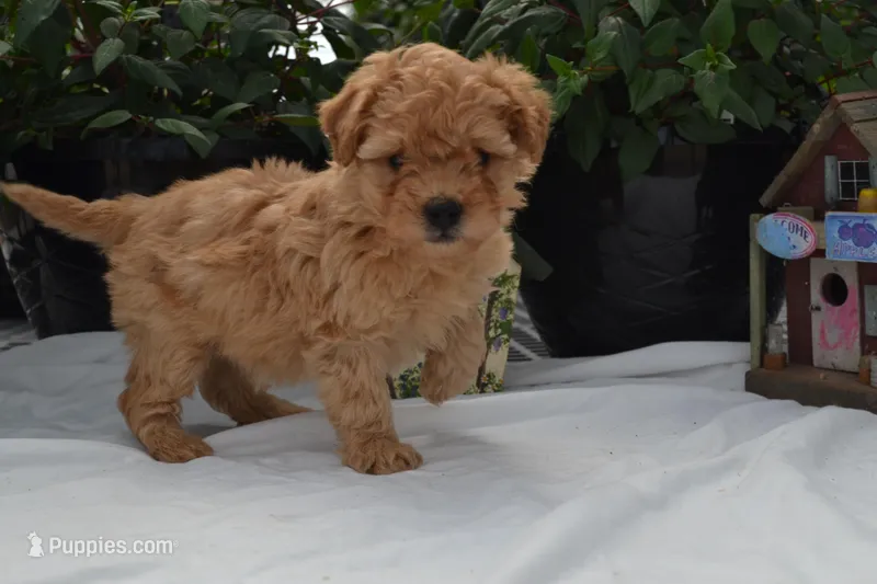 Granger – Cavapoo, Poodle - Toy  puppy for sale in Greenwood, WI