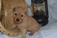 Granger, a male Cavapoo and Poodle - Toy  for sale in Greenwood, WI – Photo 5 of 8