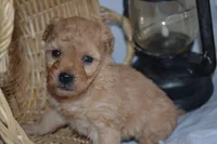 Granger, a male Cavapoo and Poodle - Toy  for sale in Greenwood, WI – Photo 6 of 8