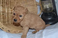 Granger, a male Cavapoo and Poodle - Toy  for sale in Greenwood, WI – Photo 8 of 8